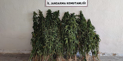 Kayseri'de ayçiçeği tarlasında kenevir bulundu