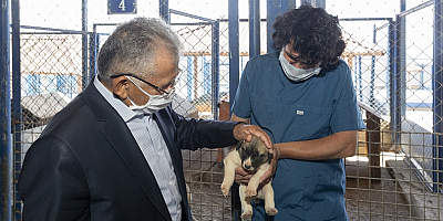 Kayseri'de belediye barınağındaki 826 köpek ile 783 kedi sahiplendirildi