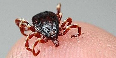 Kayseri'de bir kişi KKKA hastalığı şüphesiyle hayatını kaybetti