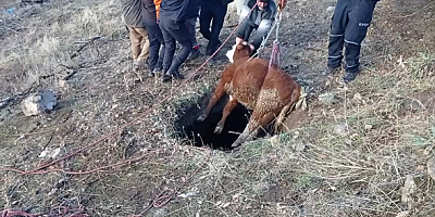 Kayseri'de boş su kuyusuna düşen danayı itfaiye kurtardı