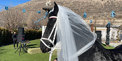 Kayseri'de çiftliğin yeni üyesi atlara 