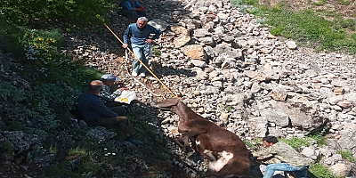 Kayseri'de dere yatağına düşen inek kurtarıldı