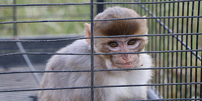 Kayseri'de evinde makak maymunu besleyen kişiye 3 bin lira ceza