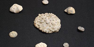 Kayseri'de evinde Miyosen dönemine ait tarihi fosil bulunan kişi gözaltına alındı