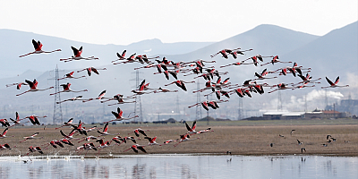 Kayseri'de flamingolar Hürmetçi Sazlığı'nı şenlendirdi