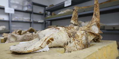 Kayseri'de fosil bulunan alanda kazı çalışmaları yeniden başladı