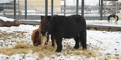 Kayseri'de hayvanat bahçesinin sakinleri kışın tadını çıkarıyor