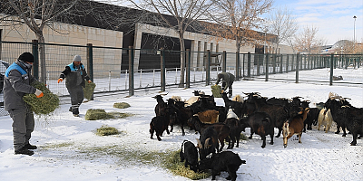 Kayseri'de hayvanat bahçesinin sakinlerine kış aylarına özel bakım yapılıyor