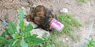 Kayseri'de itfaiye ekipleri kafası konserve kutusuna sıkışan kediyi kurtardı