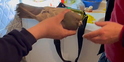 Kayseri'de itfaiye ekipleri mahsur kalan güvercini kurtararak özgürlüğüne kavuşturdu