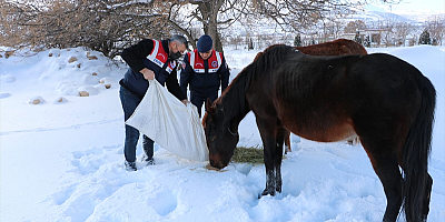 Kayseri'de jandarmadan yılkı atlarına yiyecek desteği