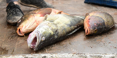 Kayseri'de kaçak avlandığı belirtilen 2,5 ton balık yakalandı