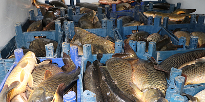 Kayseri'de kaçak avlanılan 1,5 ton balık ele geçirildi