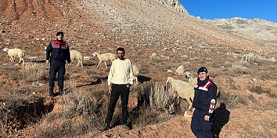 Kayseri'de kaybolan 25 koyun jandarma tarafından bulundu