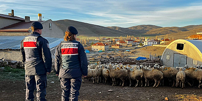 Kayseri'de kaybolan küçükbaş hayvanlar, jandarma tarafından bulundu