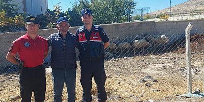Kayseri'de kaybolan küçükbaş hayvanlar jandarma tarafından bulundu