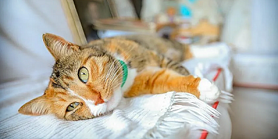 Kayseri'de kedinin kafasına mala ile vuran şüpheli yakalandı