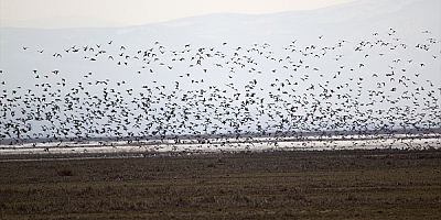 Kayseri'de kış ortası kuş sayımı yapıldı