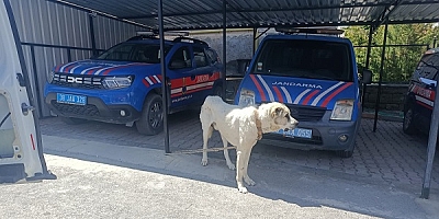 Kayseri'de köpeği otomobile bağlayarak çeken şahsa ceza