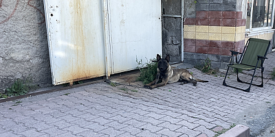 Kayseri'de köpeğin saldırdığı 14 yaşındaki kız çocuğu yaralandı