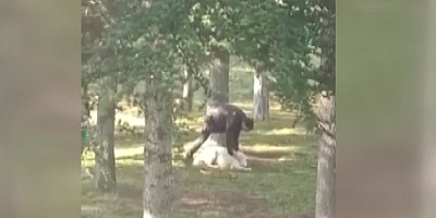 Kayseri'de köpeğini döven kişi gözaltına alındı