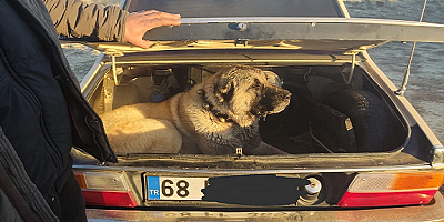 Kayseri'de köpek dövüştüren 37 kişiye 150 bin 35 lira ceza uygulandı