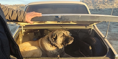 Kayseri'de köpek dövüştüren 8 kişi gözaltına alındı