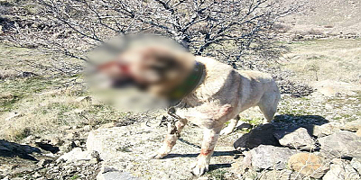 Kayseri'de köpek dövüşü organize eden 12 şüpheli yakalandı