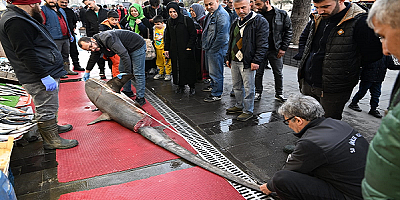 Kayseri'de köpekbalığını satmak isteyen işletmeye 33 bin lira ceza kesildi