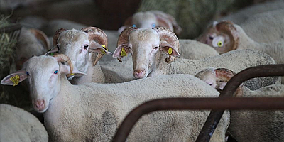 Kayseri'de kurbanlıklar için sıkı pazarlıklar yaşanıyor