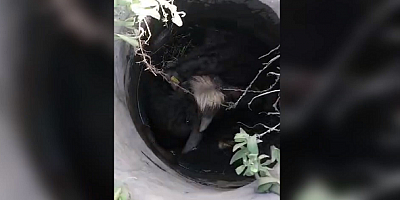 Kayseri'de mantar ararken kuyuya düşmüş manda yavrusu buldular