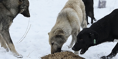 Kayseri'de polislerden sokak hayvanlarına yiyecek desteği