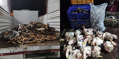 Kayseri'de ruhsatsız çalışan hayvansal yan ürün işletmeleri denetlendi