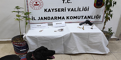 Kayseri'de saksıda kenevir yetiştiren şüpheli yakalandı