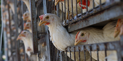 Kayseri'de selde tavukları telef olan vatandaşa, canlı hayvan desteği