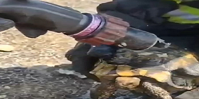 Kayseri'de sulama kanalı ile yanan arazide mahsur kalan kaplumbağaları itfaiye kurtardı