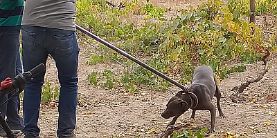 Kayseri'de tehlikeli ırk köpeklerin ticaretini yapan 6 kişiye 240 bin lira ceza