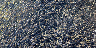 Kayseri'de üretilen milyonlarca alabalık yumurtası 30 kente gönderiliyor