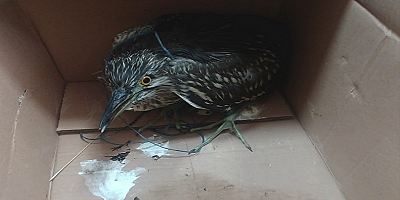 Kayseri'de yaralı bulunan gece balıkçılı tedaviye alındı