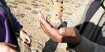 Kayseri'de yaralı bulunan ibibik tedaviye alındı