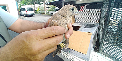 Kayseri'de yaralı bulunan kerkenez tedaviye alındı