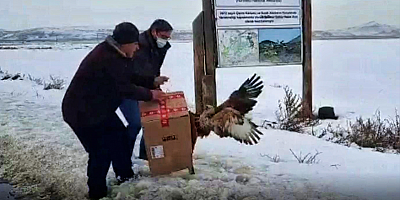 Kayseri'de yaralı bulunan şahin tedavi edildi