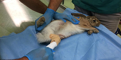 Kayseri'de yaralı bulunan yaban tavşanı tedaviye alındı