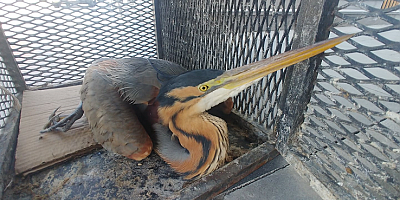 Kayseri'de yaralı halde bulunan erguvani balıkçıl kuşu tedavi altına alındı