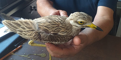 Kayseri'de yaralı kocagöz kuşu tedaviye alındı