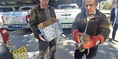 Kayseri'de yaralı kulaklı orman baykuşu tedavi altına alındı