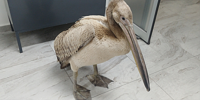 Kayseri'de yaralı pelikan tedaviye alındı