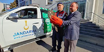 Kayseri'de yaralı Puhu kuşu tedavi altına alındı
