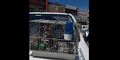 Kayseri'de yasa dışı olarak saka kuşları bulunduran 2 kişi yakalandı