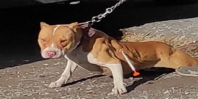 Kayseri'de yasaklı ırk köpek barınağa götürüldü